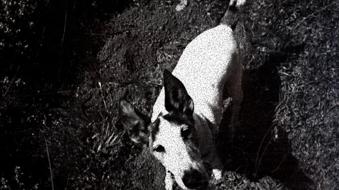 Snímek z film Psí srdce hudebnice a výtvarnice Laurie Anderson.