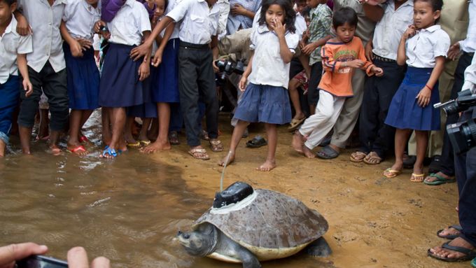 Želvu královskou (Southern river terrapin) zachraňují kambodžští obyvatelé.