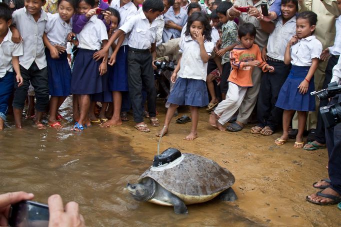 Želvu královskou (Southern river terrapin) zachraňují kambodžští obyvatelé.