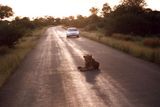 V zapadajícím slunci se mladý lev podíval na auto přijíždějící z jedné strany, pak na auto z druhé strany. Nechal se vyfotit, vstal a loudavým krokem uvolnil silnici.