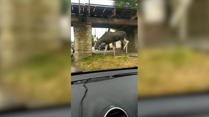 Los evropský v místní části Zlína v Lužkovicích