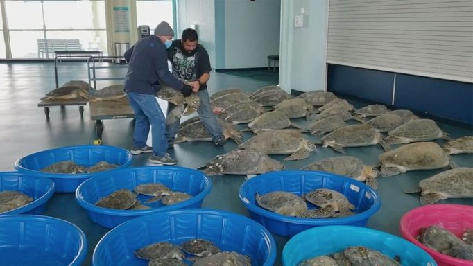 Záchrana mořských želv před mrazem v americkém Texasu.
