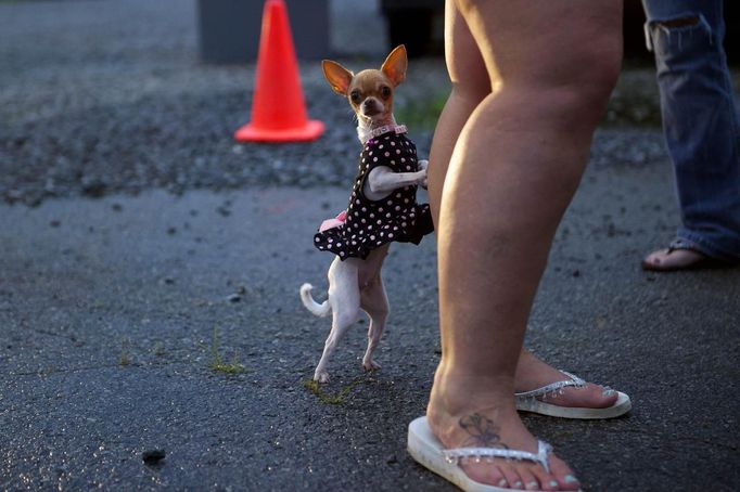 A chihuahua named Bella leans on her owner the night before the Remote Area Medical (RAM) clinic opens in Wise, Virginia July 19, 2012. RAM clinics bring free medical, dental and vision care to uninsured and under-insured people across the country and abroad. The Wise clinic was the 647th RAM expedition since 1985 and drew 1700 patients from 14 states, organizers said. Picture taken July 19, 2012. REUTERS/Mark Makela (UNITED STATES - Tags: HEALTH SOCIETY) Published: Čec. 24, 2012, 3:20 odp.