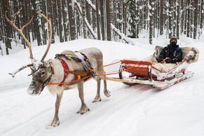 Jak ovládnout Arktickou rallye? Tänak zkrotil soba a poslechl rady Santa Clause