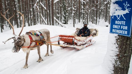 Jak ovládnout Arktickou rallye? Tänak zkrotil soba a poslechl rady Santa Clause