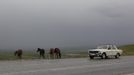 A car drives past horses, standing at the edge of a road, outside the Chechen capital Grozny April 24, 2013. The naming of two Chechens, Dzhokhar and Tamerlan Tsarnaev, as suspects in the Boston Marathon bombings has put Chechnya - the former site of a bloody separatist insurgency - back on the world's front pages. Chechnya appears almost miraculously reborn. The streets have been rebuilt. Walls riddled with bullet holes are long gone. New high rise buildings soar into the sky. Spotless playgrounds are packed with children. A giant marble mosque glimmers in the night. Yet, scratch the surface and the miracle is less impressive than it seems. Behind closed doors, people speak of a warped and oppressive place, run by a Kremlin-imposed leader through fear. Picture taken April 24, 2013. REUTERS/Maxim Shemetov (RUSSIA - Tags: SOCIETY POLITICS ANIMALS) ATTENTION EDITORS: PICTURE 34 OF 40 FOR PACKAGE 'INSIDE MODERN CHECHNYA'. SEARCH 'REBUILDING CHECHNYA' FOR ALL IMAGES Published: Kvě. 1, 2013, 8:21 dop.