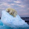 Wildlife Photographer of the Year 2023. Snímky nominované na cenu veřejnosti People Choice Award