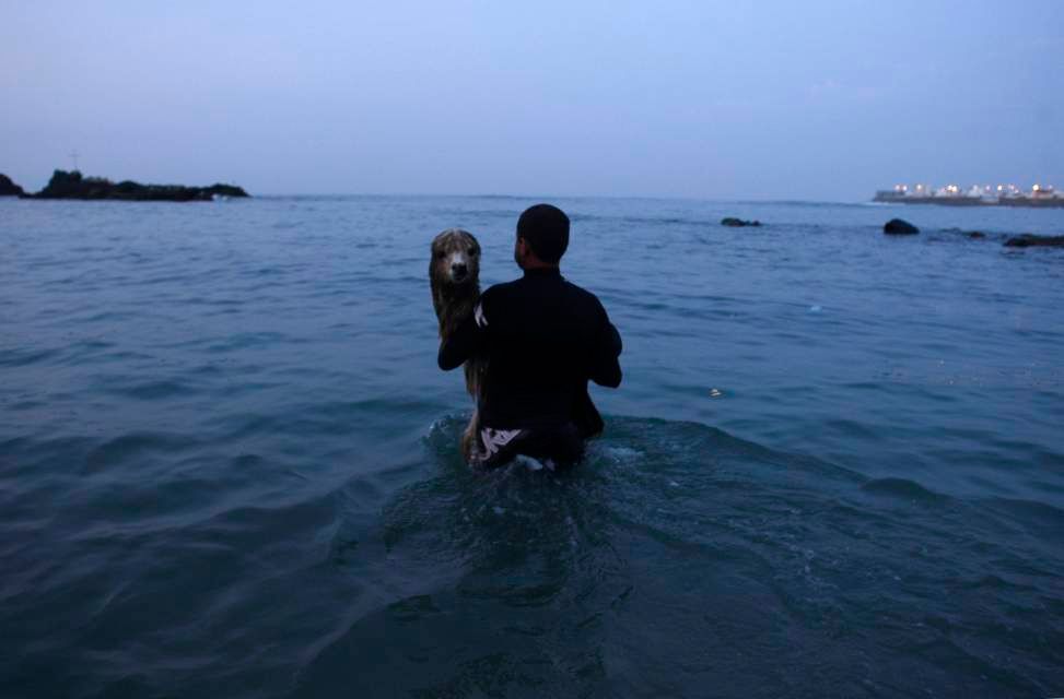 Alpaka na surfu