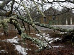 Přestože v oblasti žije zhruba 350 lidí, starousedlíků, kteří odmítli opustit své domovy a starají se o 8 osad, fauna a flóra se zde vyvíjela po dlouhá léta úplně samovolně. (na snímku vysídlená osada Redkovka, 35 km od Černobylu)