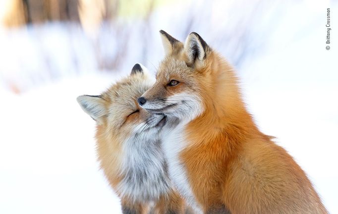 Wildlife Photographer of the Year: fotografie, které se utkají o cenu diváků