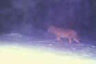 Hlídky v Beskydech v únoru objevily devět rysů a tři vlky