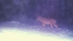 Vlk vyfocený v únoru na Šumavě