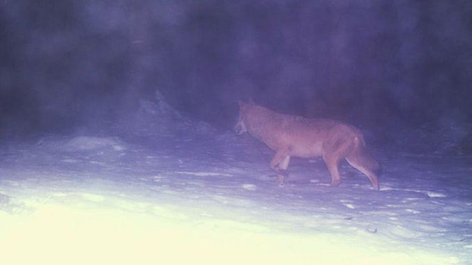 Vlka vyfotili v únoru i na Šumavě.