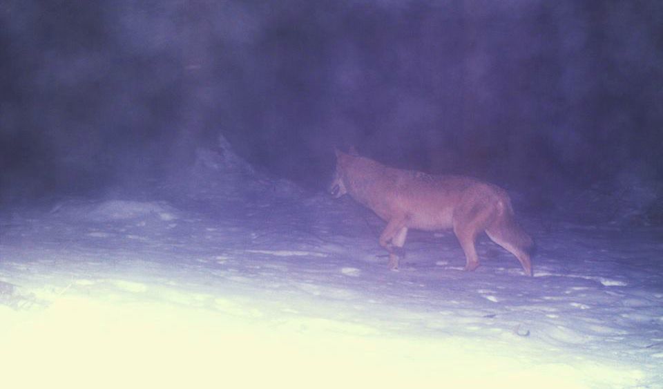Vlk vyfocený v únoru na Šumavě