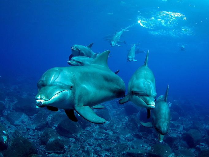 Vítězné fotografie ze soutěže Underwater Photographer of the Year 2023