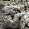 Zvířata, Reuters, Top fotografie roku 2022, výběr, nejlepší foto, Lifestyle