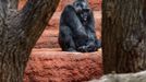 Zoo Praha, nový pavilon goril (Rezervace DJA, gorily a střední Afrika)