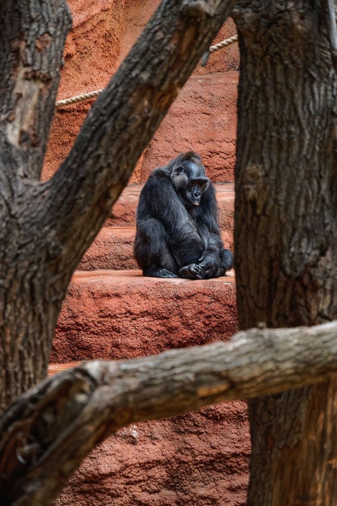 Zoo Praha, nový pavilon goril (Rezervace DJA, gorily a střední Afrika)