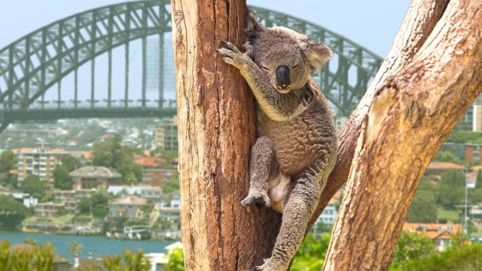 Městem s nejlepší reputací je v letošním roce opět australské Sydney. (ilustrační foto)