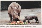 Čeští nosorožcí dorazili do svého nového domova v Keni