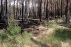 Obří požár u Bzence: Nové stromy přijdou na 15 milionů