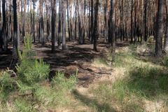 Obří požár u Bzence: Nové stromy přijdou na 15 milionů