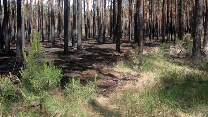 Spálený les u Bzence.