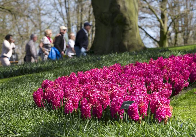 Obrovské pole tulipánů v Nizozemsku.