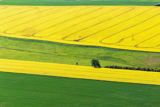 Řepkoland - letecké pohledy na žlutá řepková pole, zabírající více než desetinu orné půdy v České republice