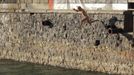 A man jumps from a wall into the Limmat river during sunny summer weather in Zurich August 17, 2012. The Federal Office of Meteorology MeteoSwiss has launched a warning for a heat wave for the weekend until August 22. REUTERS/Arnd Wiegmann (SWITZERLAND - Tags: ENVIRONMENT SOCIETY) Published: Srp. 17, 2012, 6:15 odp.