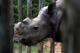 Devětadvacetiletý Suni. Čeští nosorožce nepobíhají ve volné přírodě, kde by se mohli stát kořistí pytláků. Strážci rezervace je raději nespouštějí z očí.