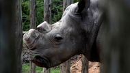 Devětadvacetiletý Suni. Čeští nosorožce nepobíhají ve volné přírodě, kde by se mohli stát kořistí pytláků. Strážci rezervace je raději nespouštějí z očí.