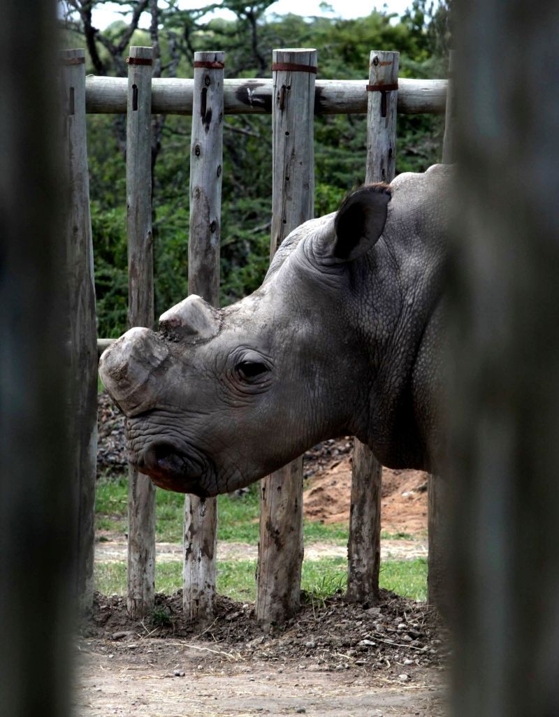 Nosorožci v Africe