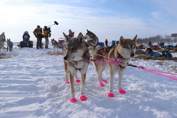 Psi mají speciální boty, aby jim v teplotách pod nulou nenamrzly tlapky.