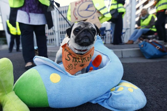 Milo, a dog belonging to a member of Lufthansa air carrier cabin crew union "UFO", wears a scarf which reads, "We are on strike - UFO", at the Fraport airport in Frankfurt August 31, 2012. Lufthansa cancelled 64 flights at its main hub Frankfurt on Friday as cabin crew began the first of a series of strikes over pay and cost cuts in a busy holiday season. The eight-hour industrial action, following the breakdown of 13 months of negotiations between Germany's largest airline and trade union UFO, is due to end at 1100 GMT on Friday. REUTERS/Kai Pfaffenbach (GERMANY - Tags: BUSINESS EMPLOYMENT CIVIL UNREST TRANSPORT ANIMALS) Published: Srp. 31, 2012, 7:23 dop.