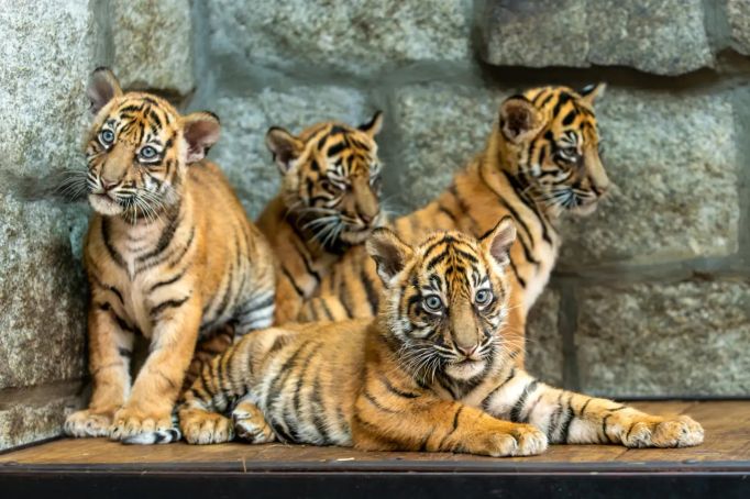 Ve vratislavské zoo se narodila vzácná mláďata tygra sumaterského.