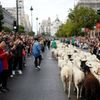 Španělsko, Madrid, ovce, pochod, tradice