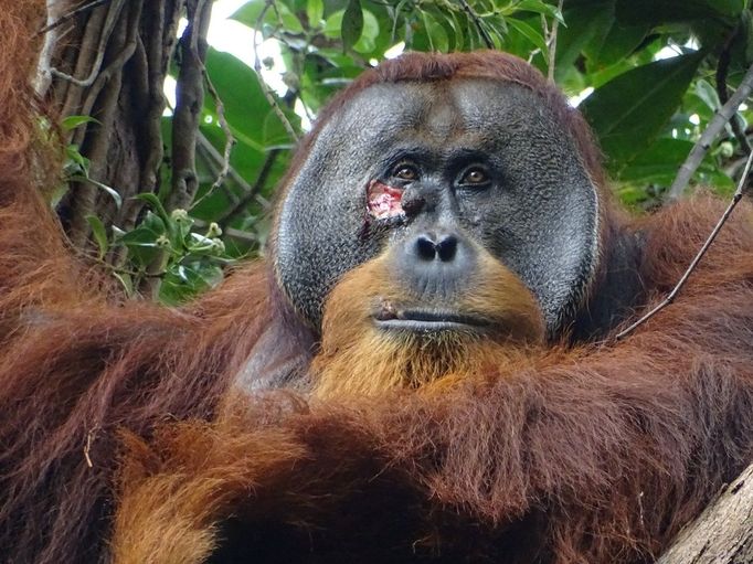 Vědci v Indonésii pozorovali orangutana sumaterského, jak si sám léčil zranění na tváři rostlinnou pastou.