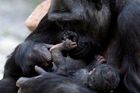 Tragickou smrt gorily Tatu přebila v zoo šťastná zpráva