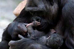 Tragickou smrt gorily Tatu přebila v zoo šťastná zpráva