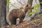 Podivný výskyt medvědů. Prověřte, zda je sem někdo nepřeváží, žádají myslivci úřady
