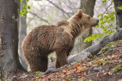 Další útok medvěda na Slovensku. Zvíře zranilo dva turisty v  pohoří Poľana