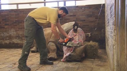 V Zoo Dvůr Králové nad Labem začali kvůli pytlákům řezat nosorožcům rohy