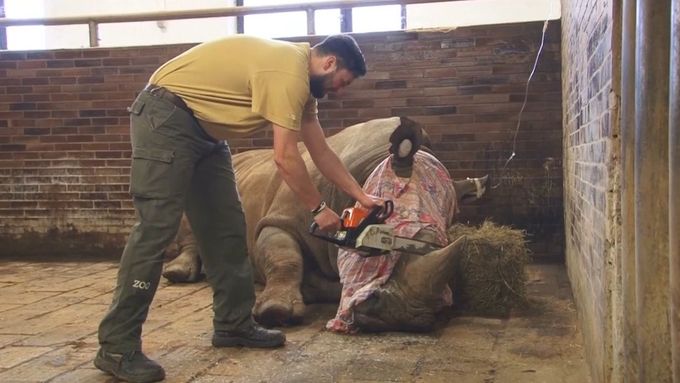 Zoo Dvůr Králové nad Labem začala řezat svým nosorožcům rohy. Reaguje na pytláky z francouzské zoo, kteří v březnu zabili zvíře kvůli této rohovině.