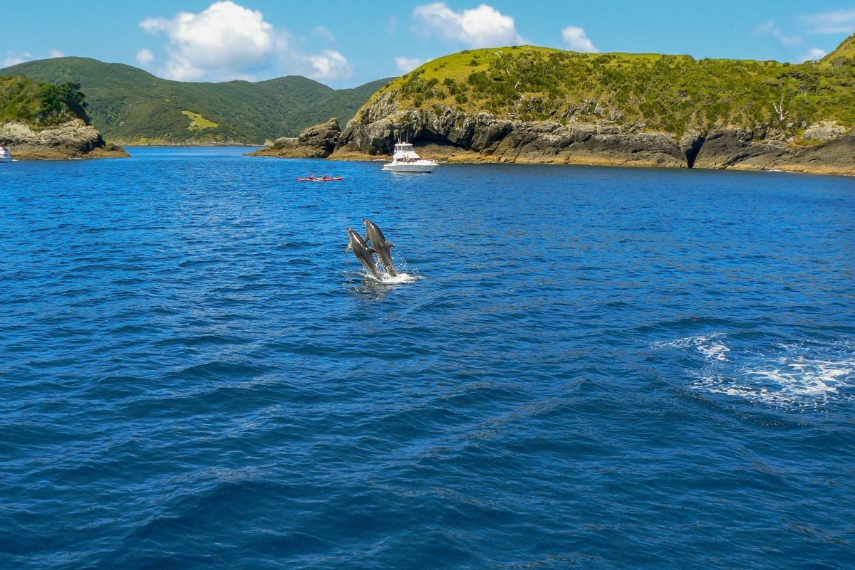 Delfíni v Bay of Islands, Nový Zéland
