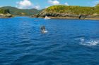 Nový Zéland zakázal plavání s delfíny. Turistická atrakce ohrožuje zdraví zvířat