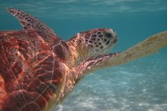 Zachránili jsme už milion vymírajících mořských želv. Největší problém je člověk, říká bioložka