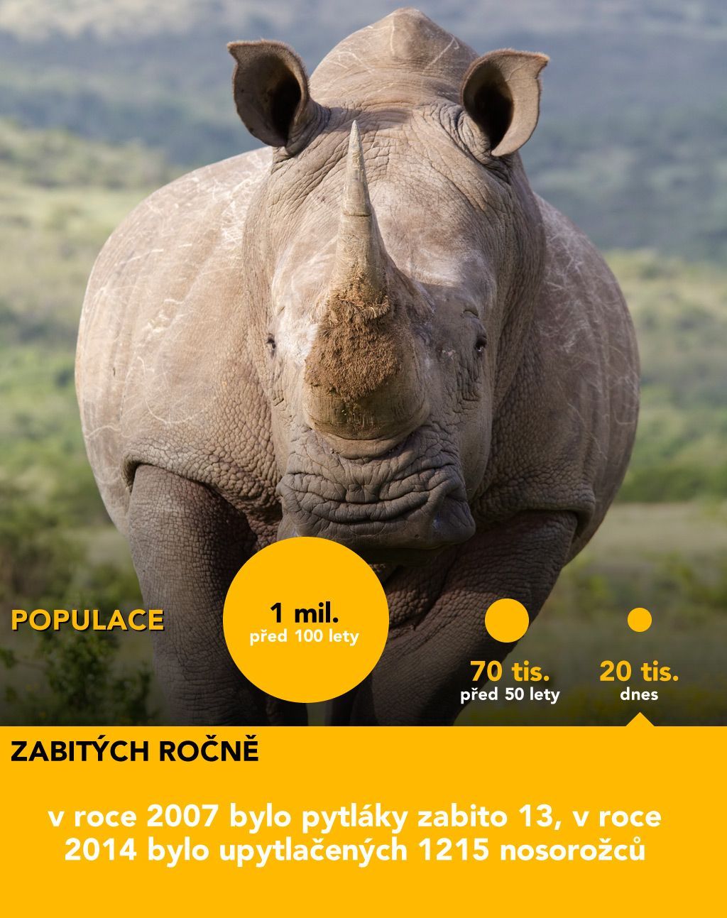 grafika - Vybíjení zvířat pokračuje - nosorožec