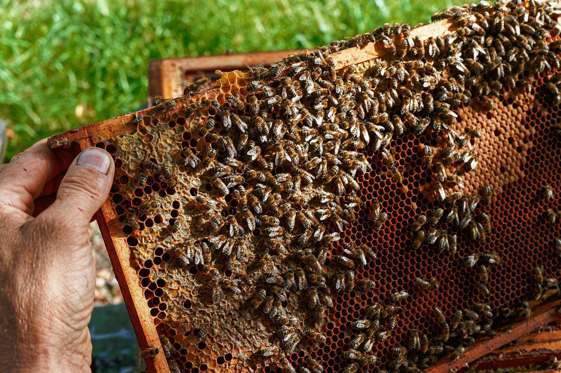 Včelař Martin Dědek, Mladostov v Českém ráji, srpen 2024