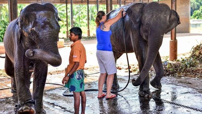 Zoo Praha poslala zvířata na Srí Lanku za dvě slonice, které dorazily o víkendu.